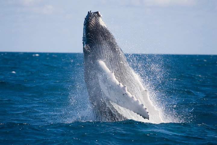 Whale-Watching and Orange County Beach Bus Tour from Anaheim